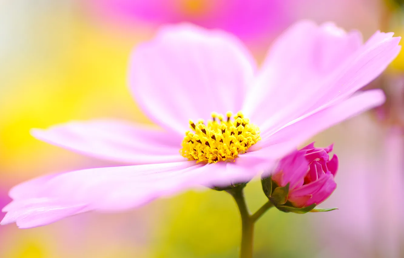 Фото обои цветок, макро, сиреневый, розовый, пыльца, лепестки, размытость, космея