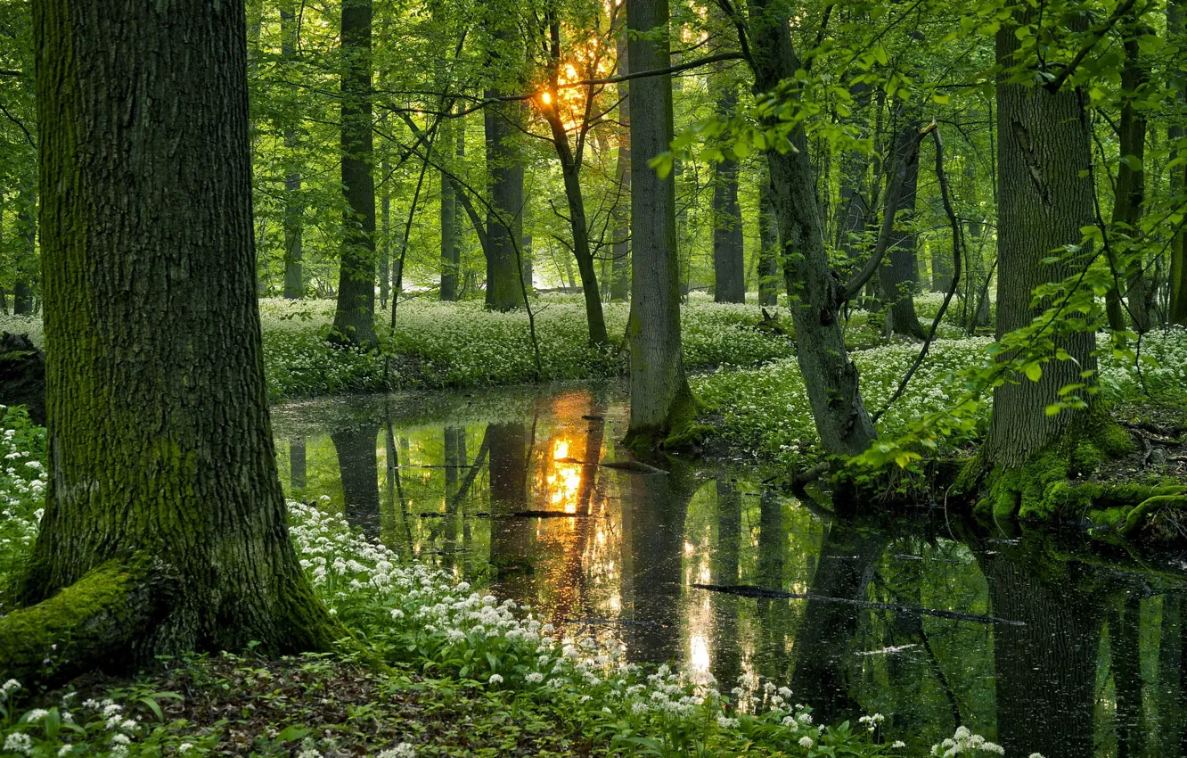 Фото обои зелень, лес, солнце, деревья, ветки, пруд, отражение, заросли