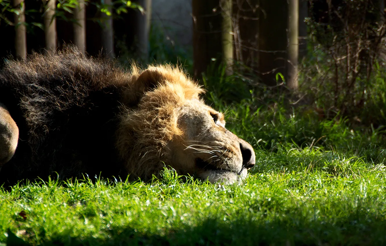 Фото обои кошка, трава, животное, грива, Лев, лежит, зверь, отдыхает
