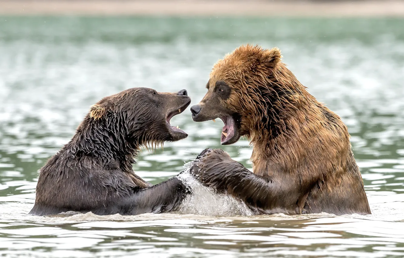 Фото обои брызги, медведи, в воде