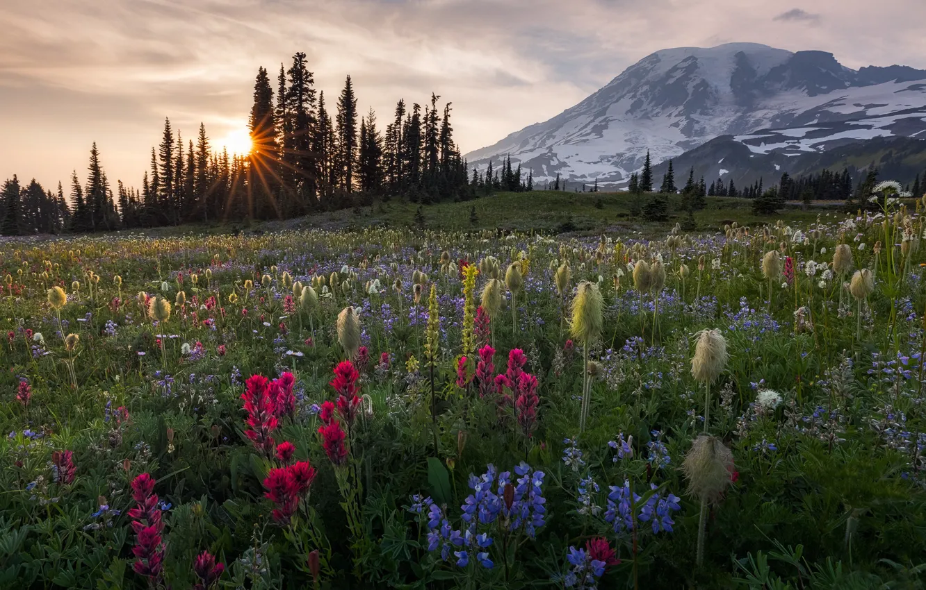 Фото обои деревья, закат, цветы, гора, луг, Washington, штат Вашингтон, Mount Rainier