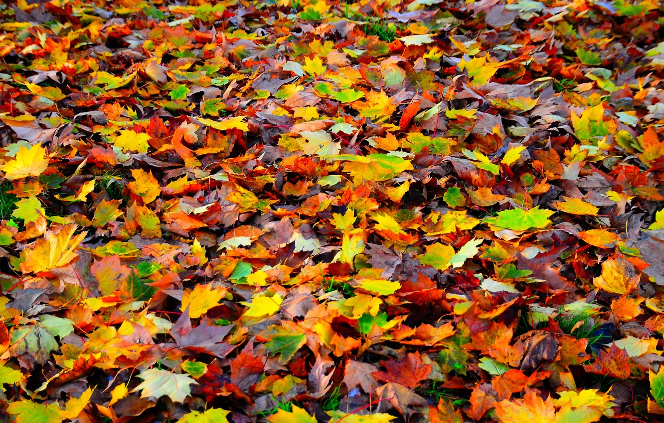 Фото обои осень, листья, природа, ковер