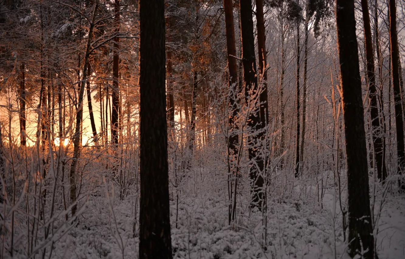 Фото обои зима, иней, лес, снег, деревья, закат