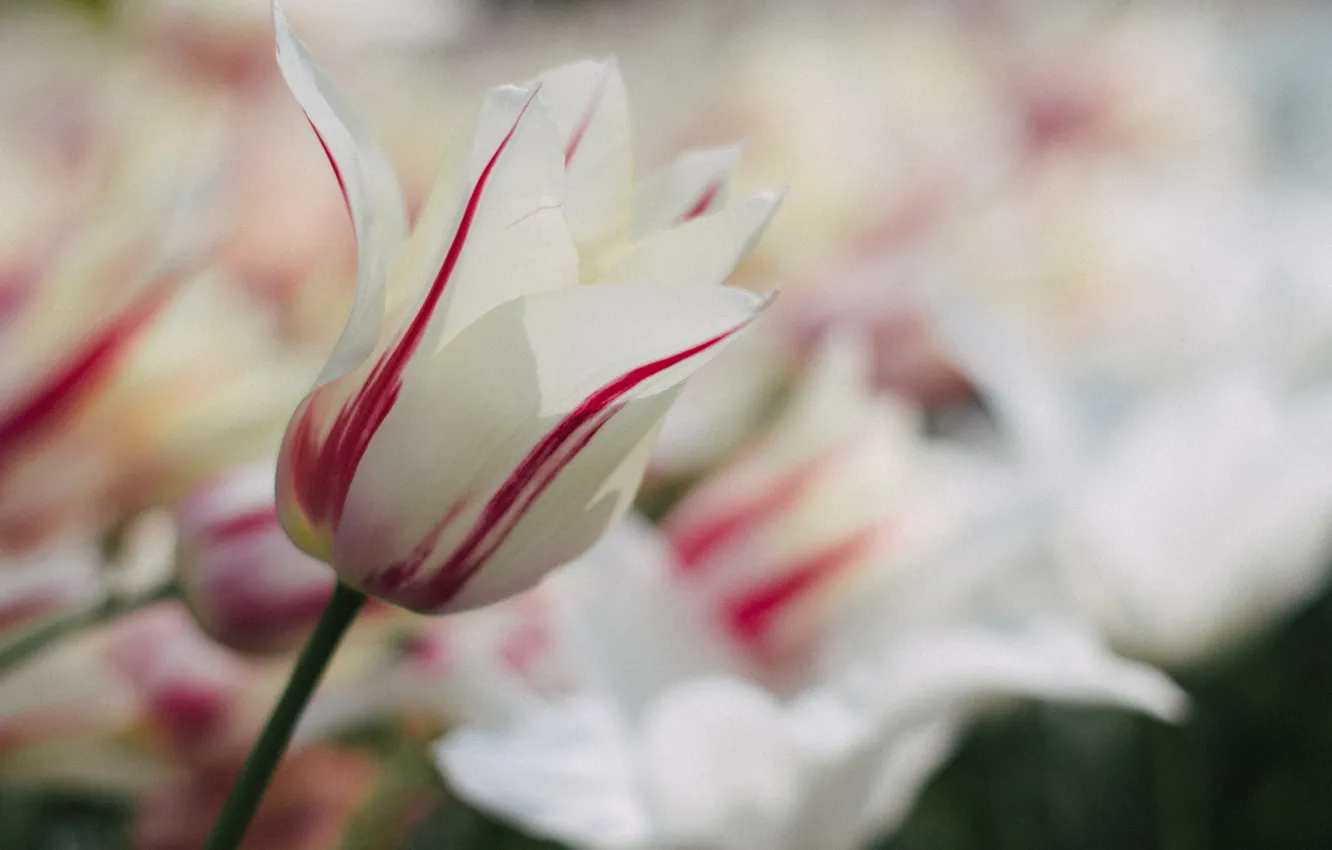 Фото обои белый, макро, красный, тюльпан, Цветок, flower