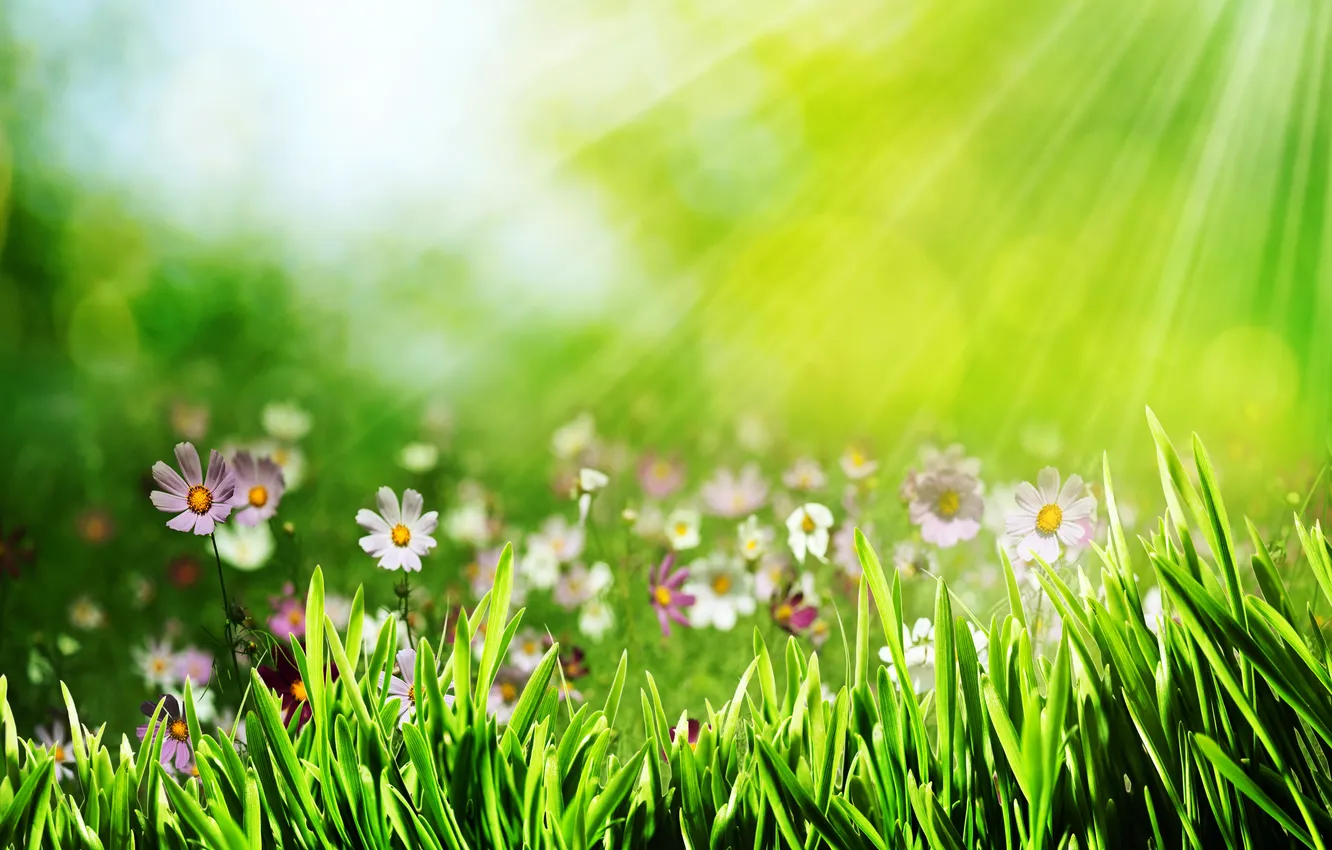 Фото обои трава, лучи, цветы, боке