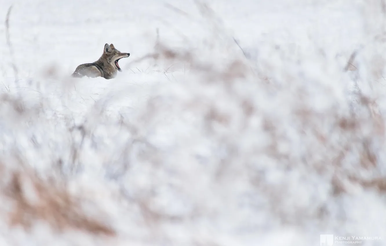 Фото обои снег, куст, волк, долина, зевает, photographer, Kenji Yamamura