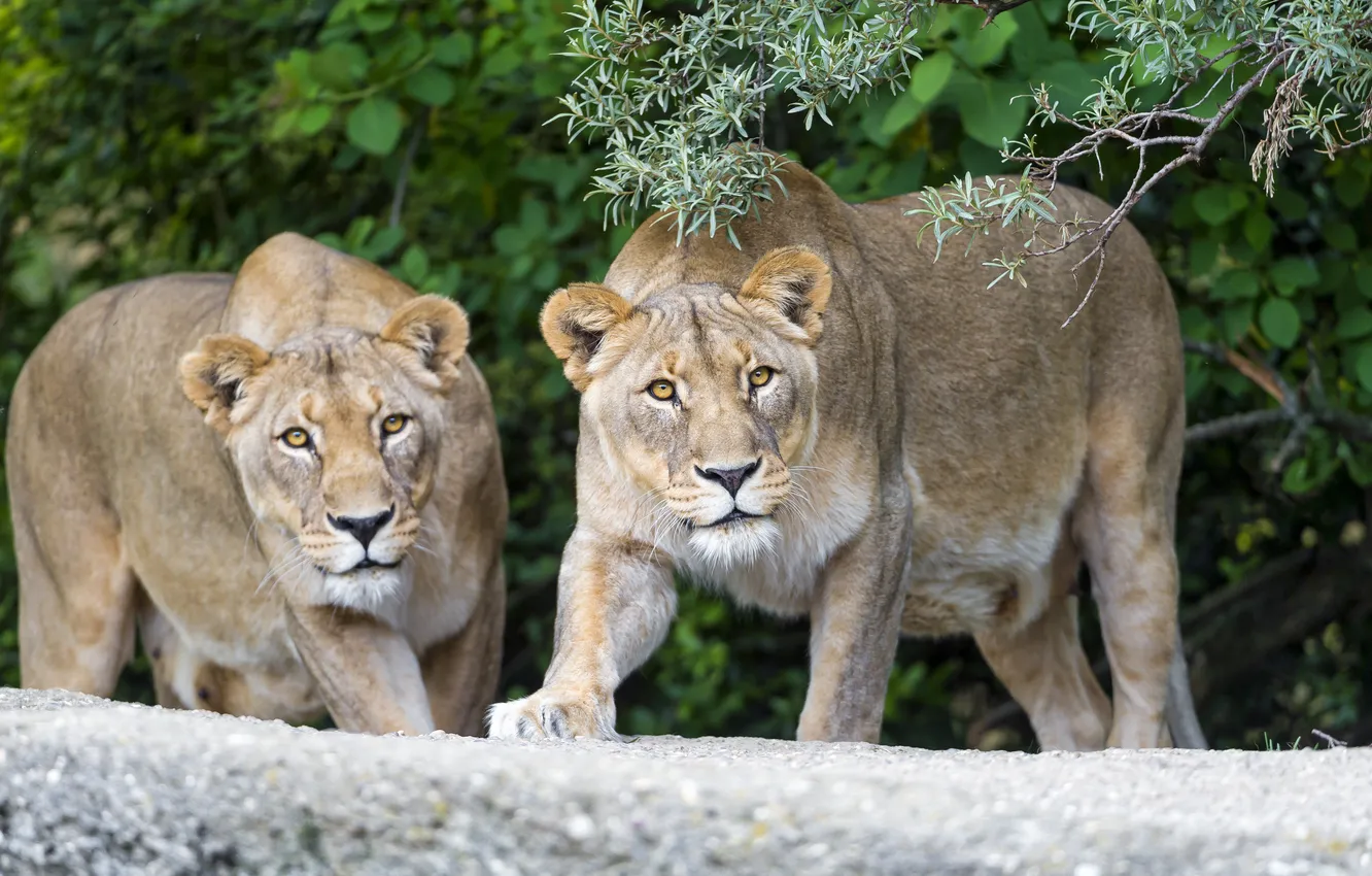 Фото обои взгляд, кошки, ветка, пара, львицы, ©Tambako The Jaguar