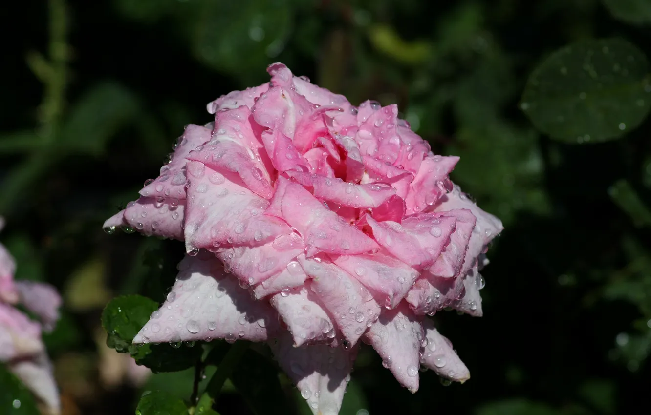 Фото обои листья, капли, розовая, роза, ветка, лепестки, бутоны, цветение