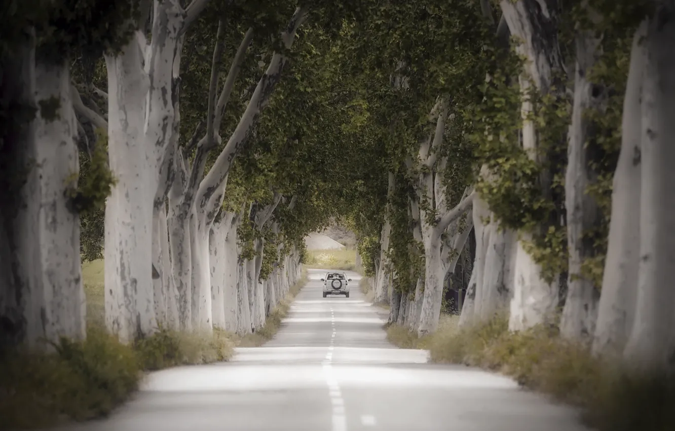 Фото обои дорога, машина, деревья