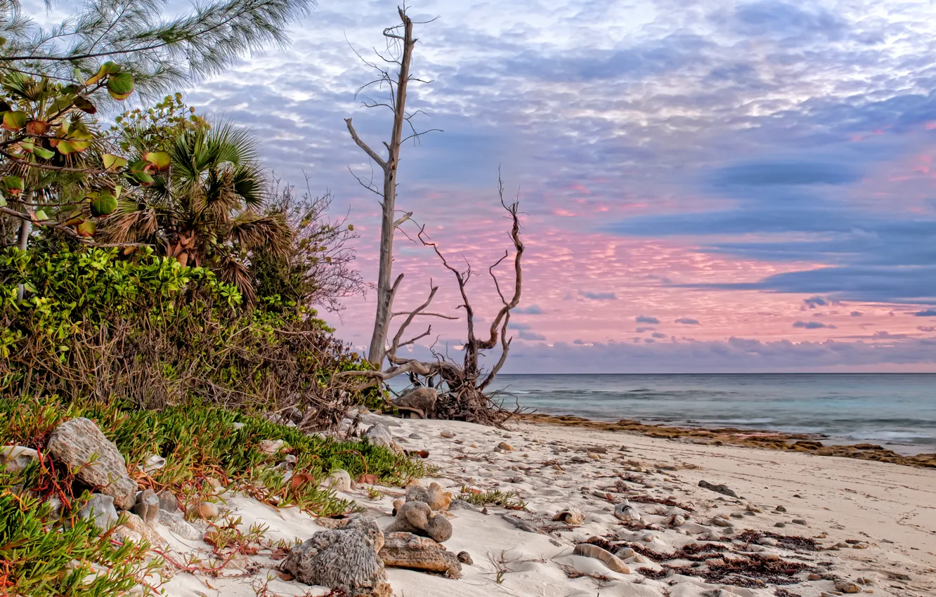 Фото обои песок, море, облака, деревья, пальмы, побережье, сухое