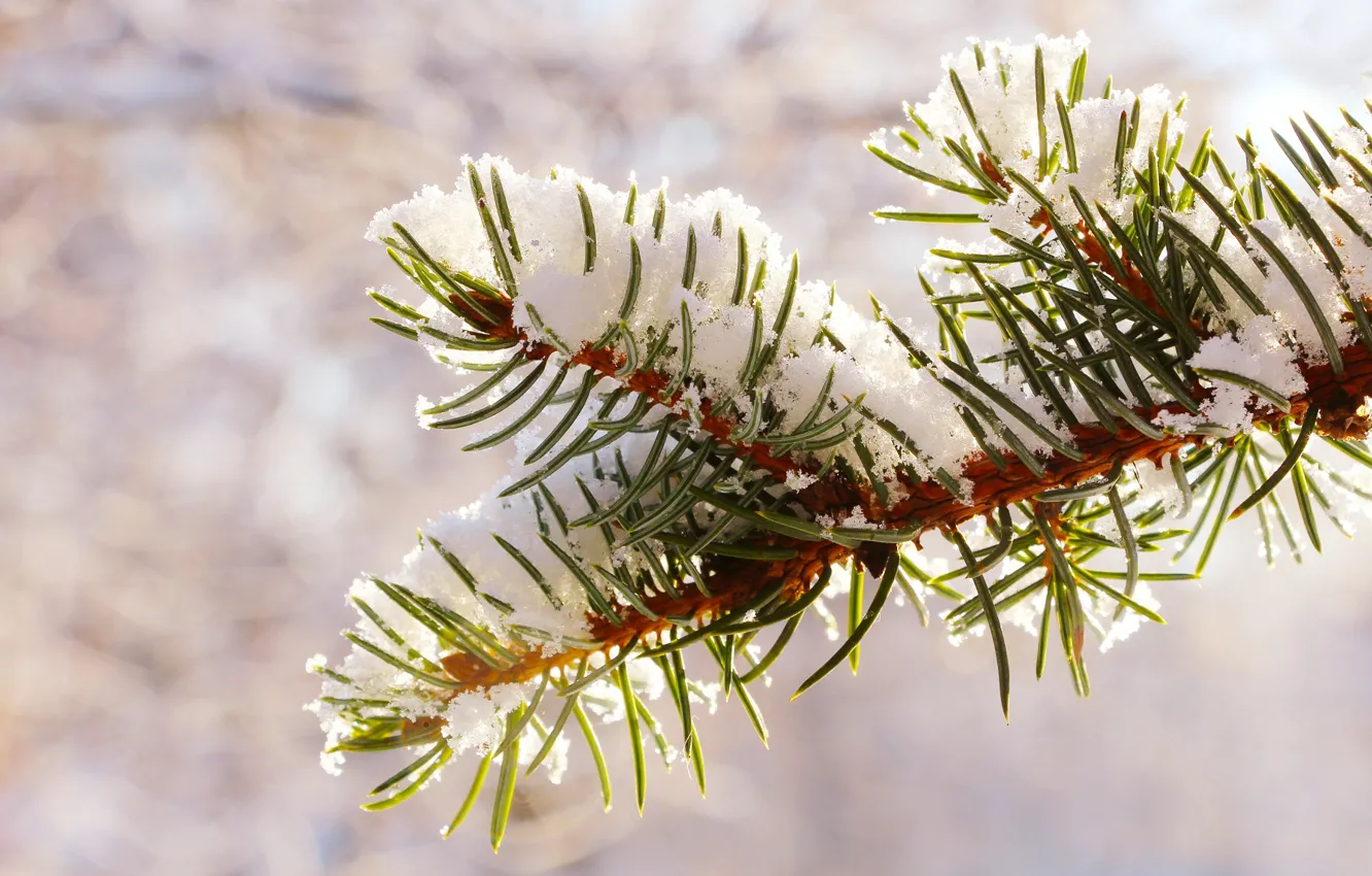 Фото обои winter, snow, pine, twig