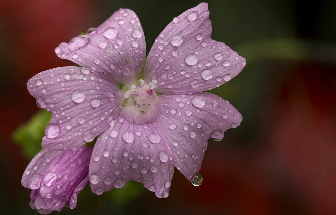 Фото обои Макро, Капли, Macro, Drops, Розовый цветок, Pink flower