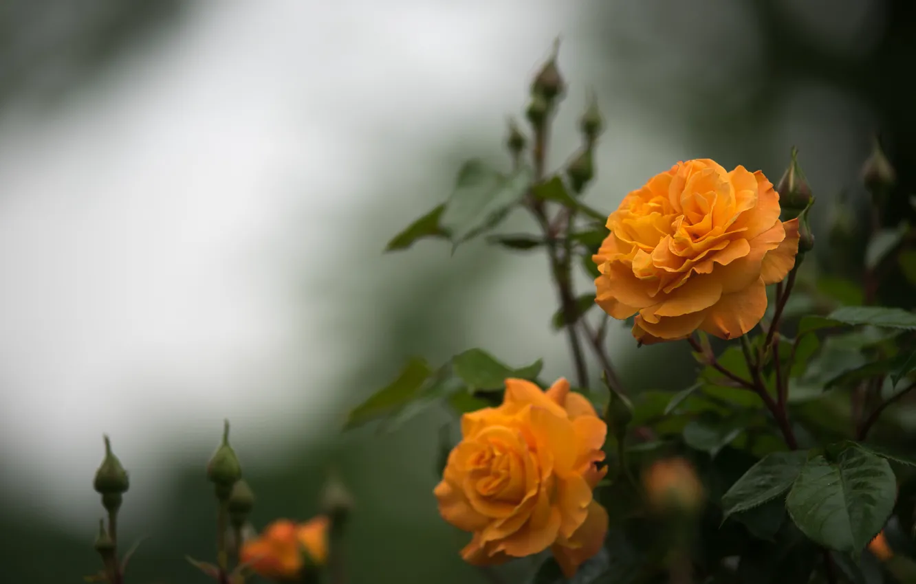 Фото обои розы, оранжевые, бутоны, боке