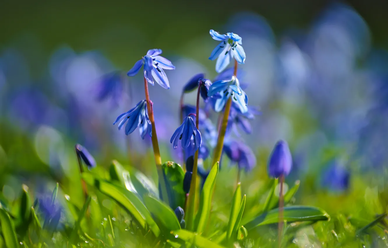 Фото обои цветы, голубые, первоцветы, синие, боке, весенние, пролеска