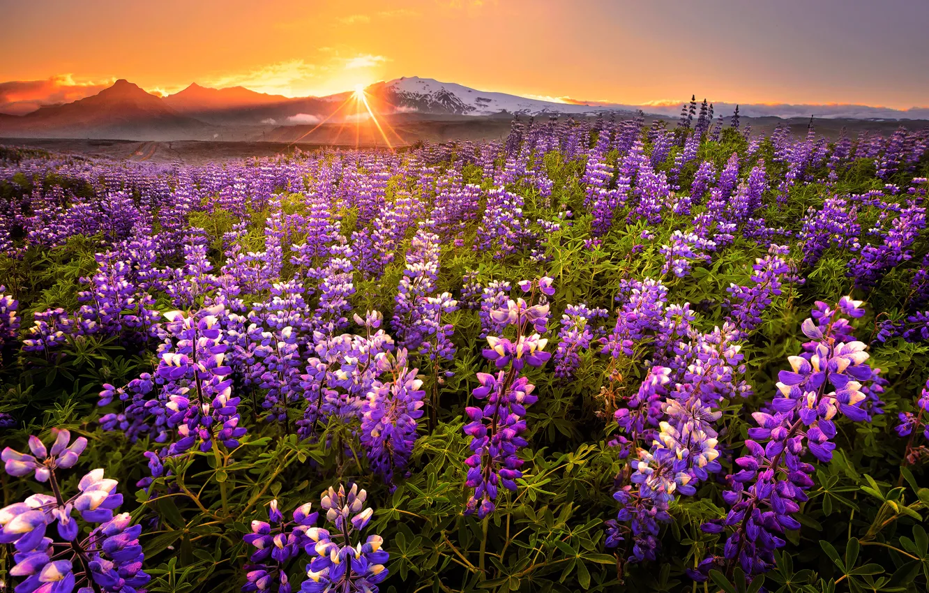 Фото обои поле, закат, цветы, горы, панорама