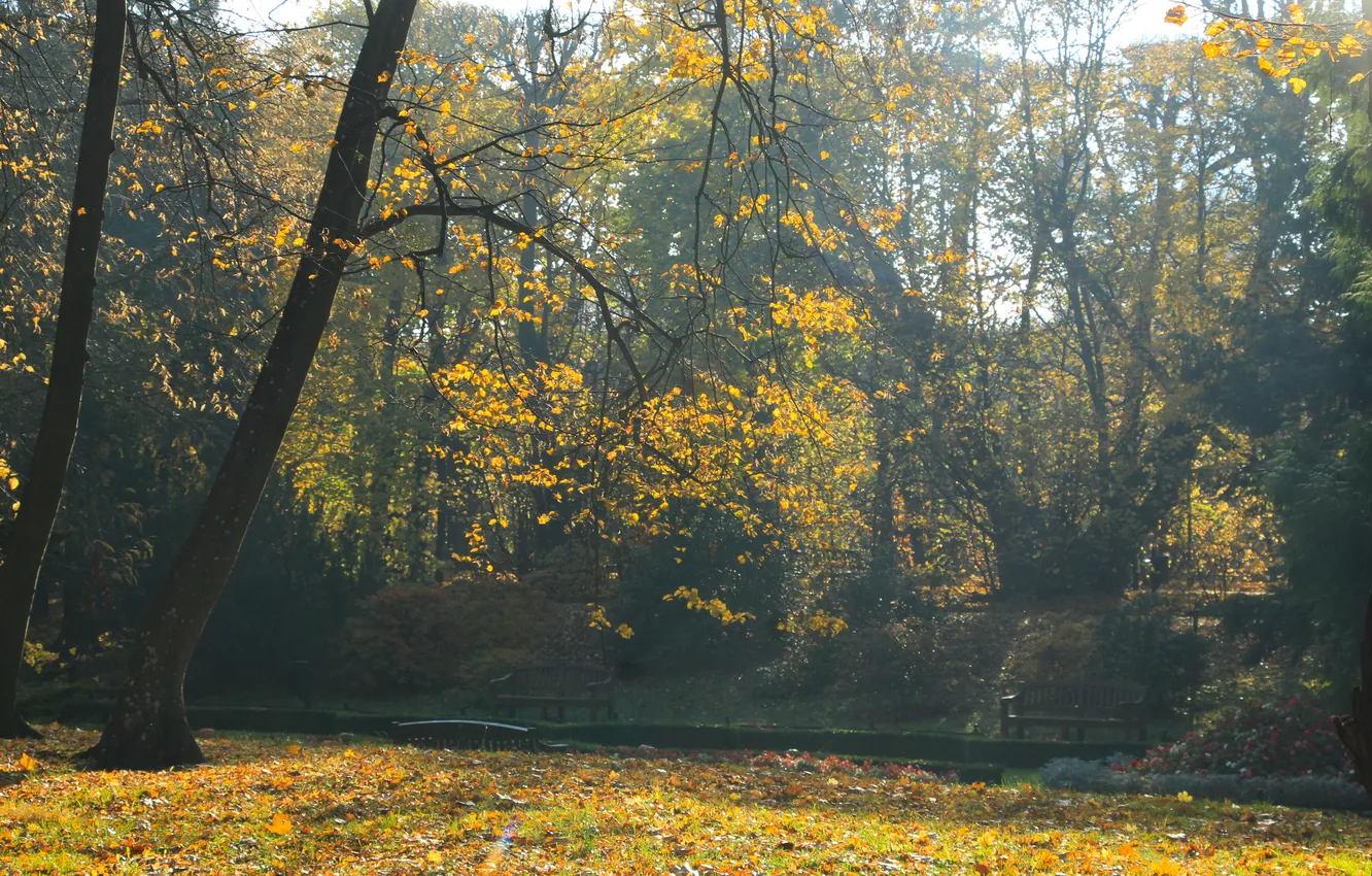 Фото обои forest, trees, fog