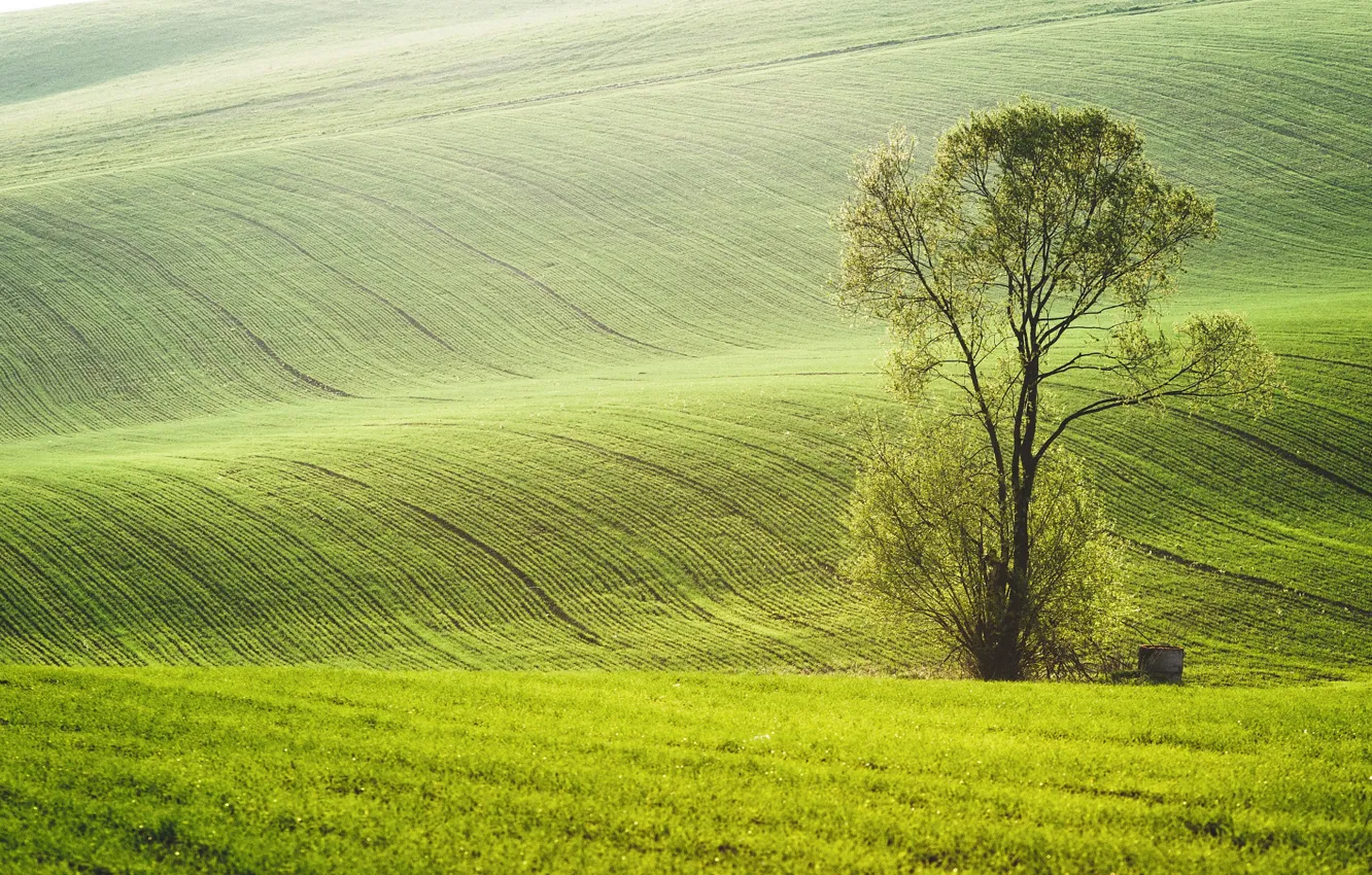Фото обои зелень, поле, трава, полосы, дерево, холмы, склоны, поля