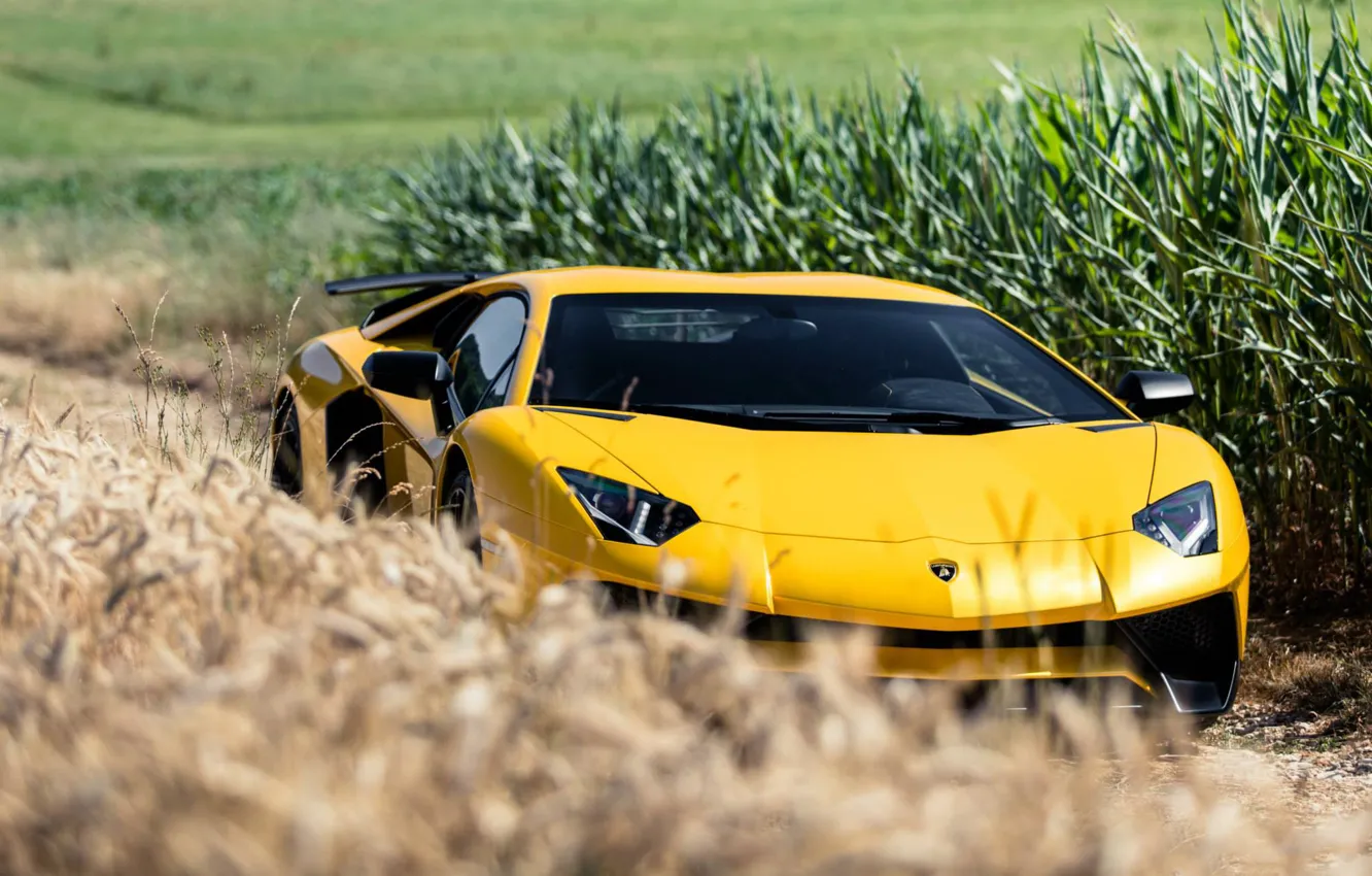 Фото обои Lamborghini, Aventador, Superveloce, LP-750