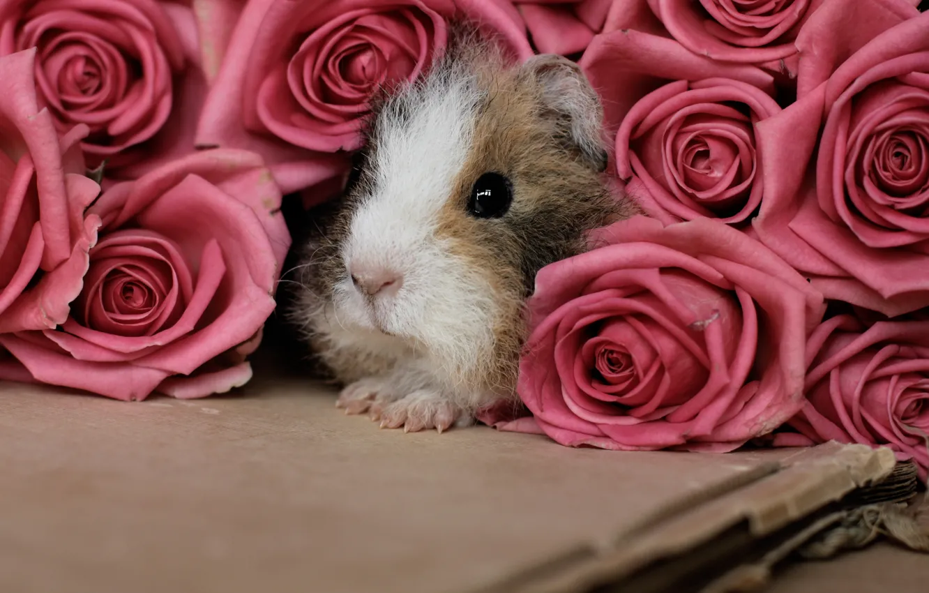 Фото обои цветы, розы, морская свинка, розовые, грызун
