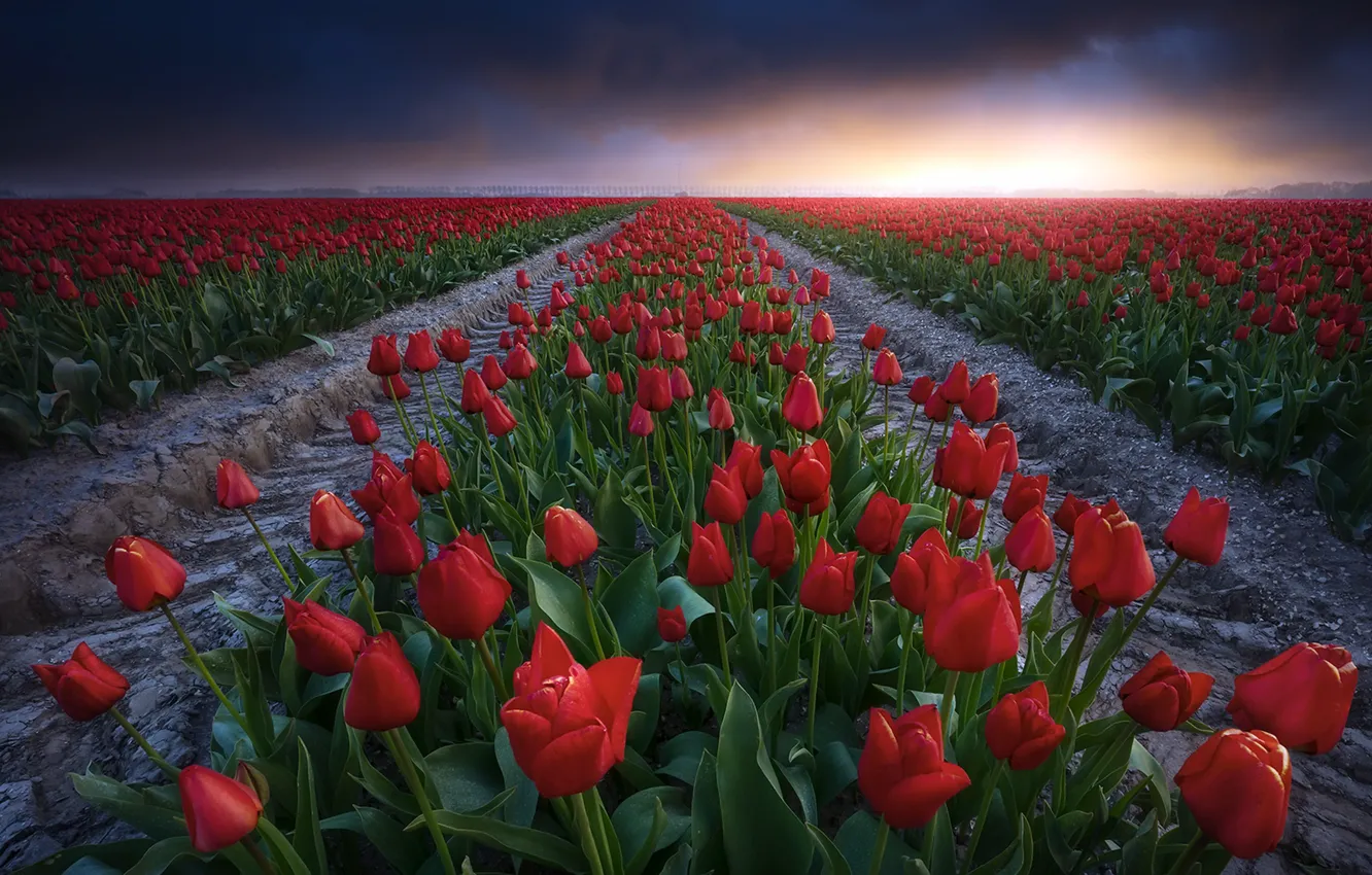 Фото обои поле, лето, закат, тюльпаны
