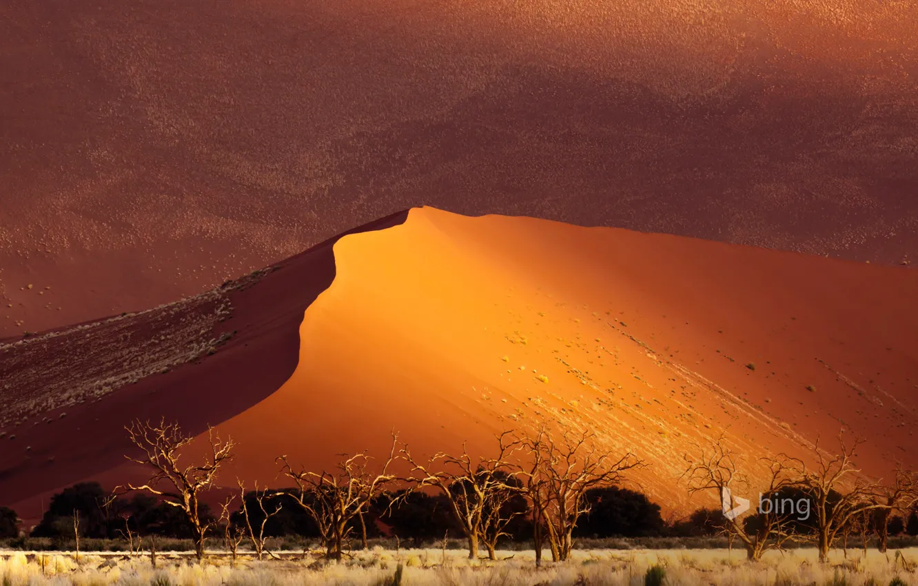 Фото обои песок, деревья, пустыня, дюны, Африка, Намибия, Sossusvlei