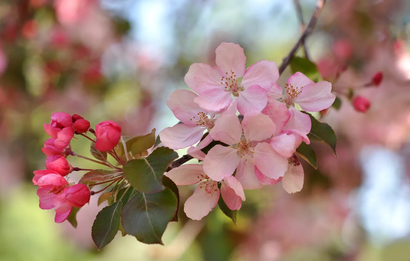 Фото обои макро, розовый, ветка, весна, цветение