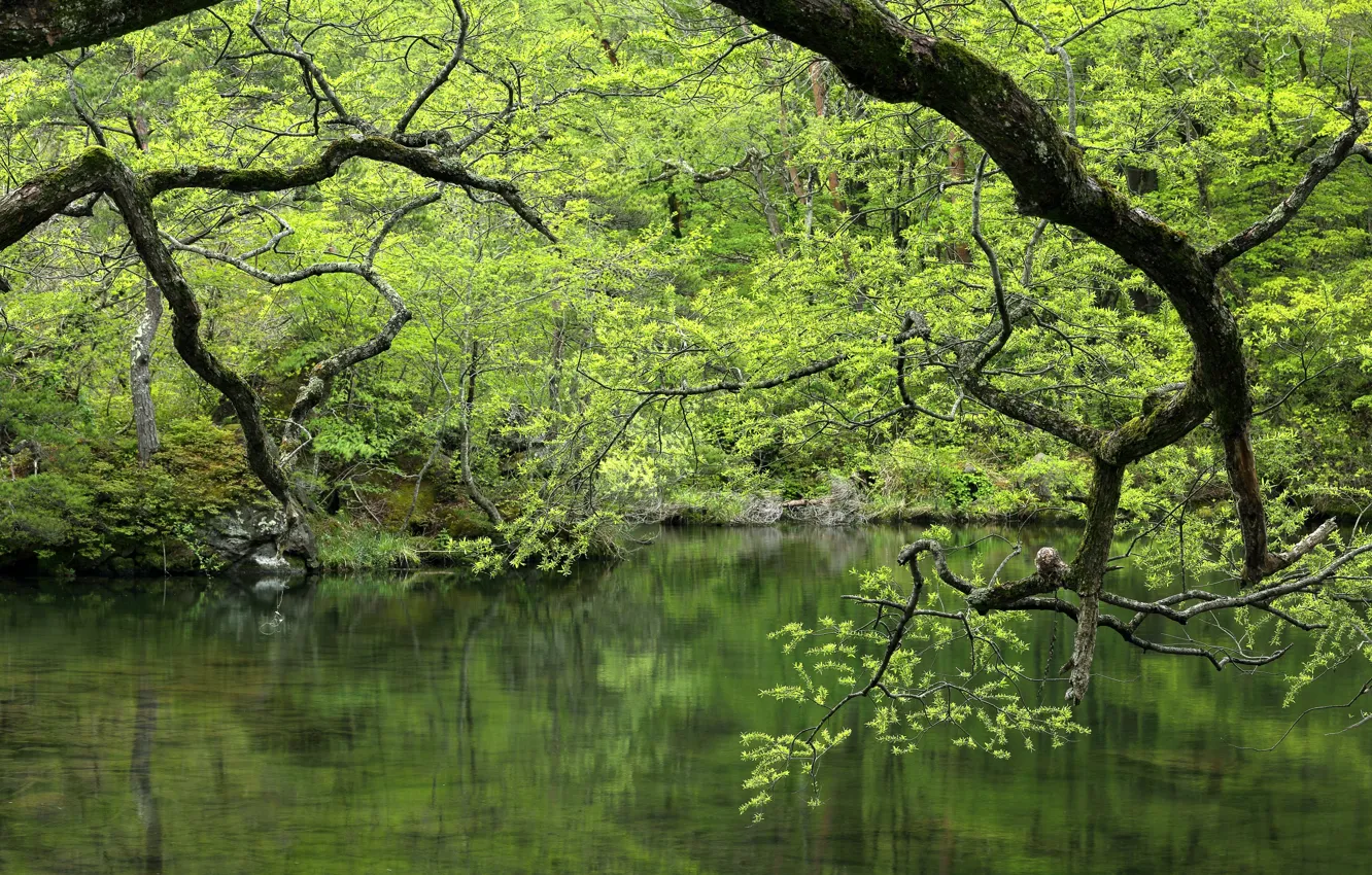 Фото обои зелень, лес, вода, деревья, ветки, озеро, водоём