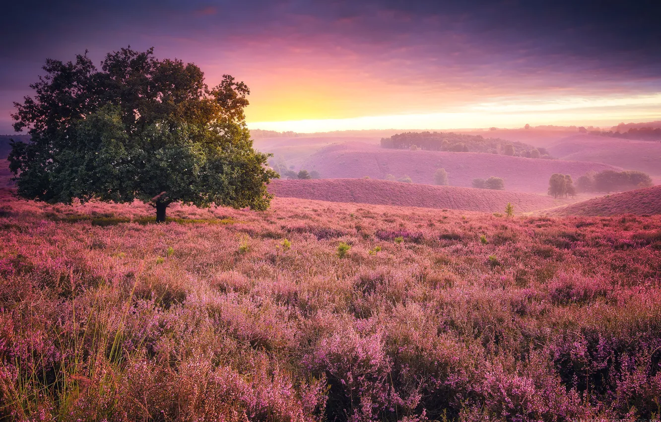 Фото обои трава, цветы, дерево, холмы, Англия, зарево
