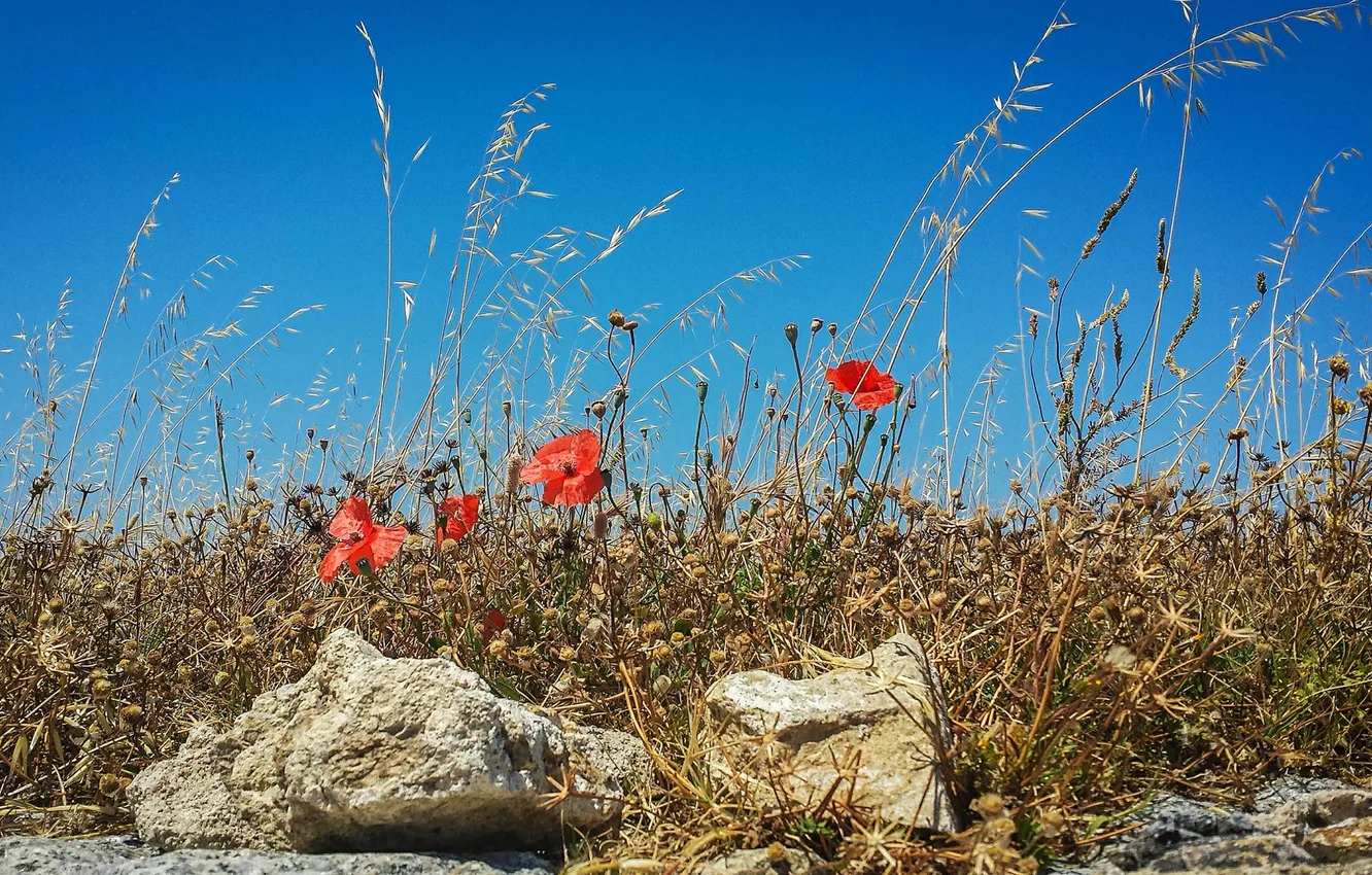 Фото обои поле, небо, трава, цветы, камни, маки, луг