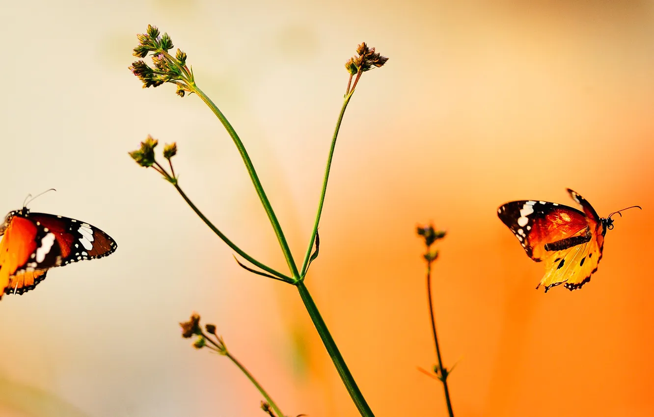 Фото обои полет, бабочка, растение, крылья, стебель, мотылек
