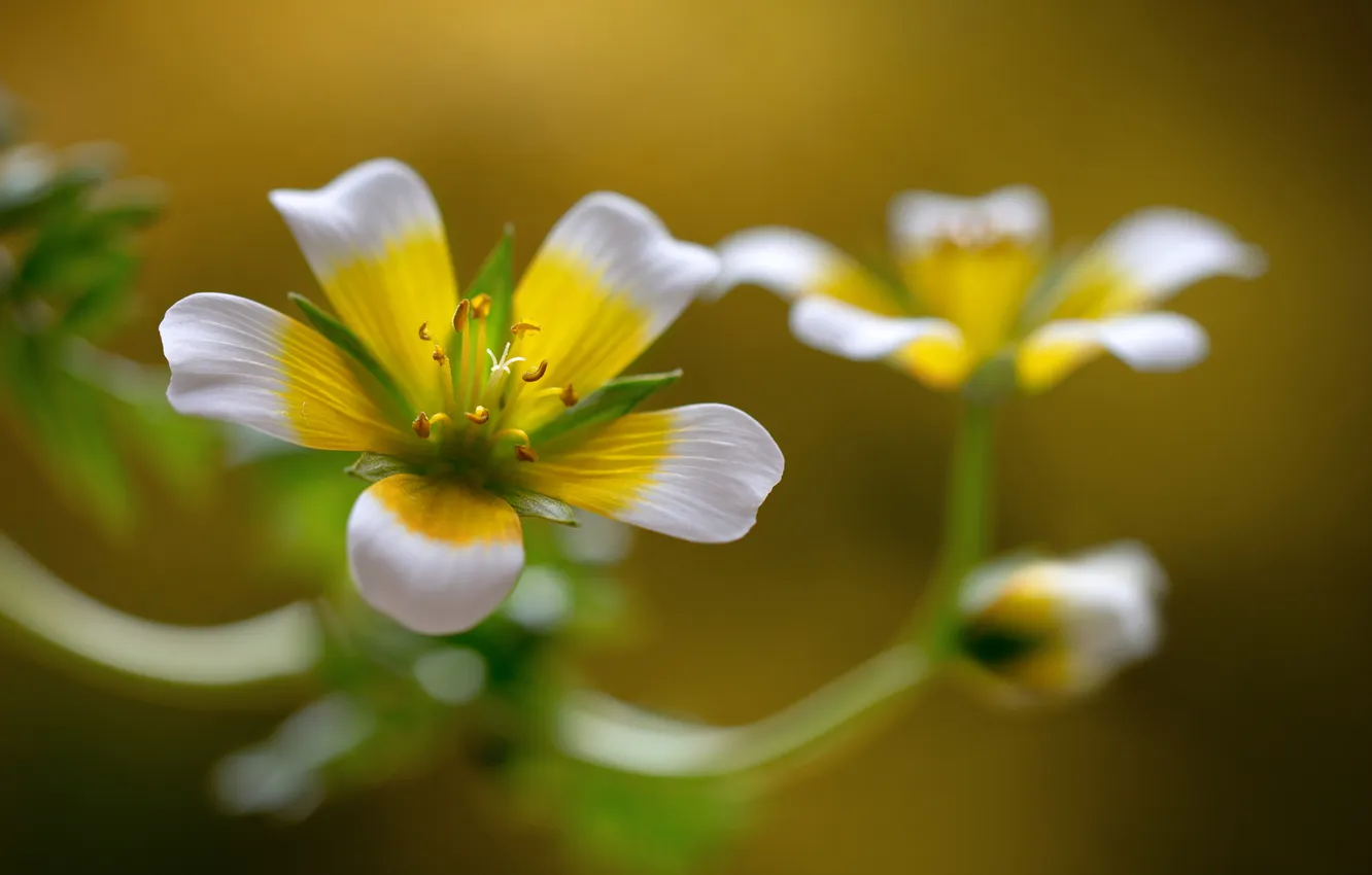 Фото обои природа, лепестки, стебель, соцветие
