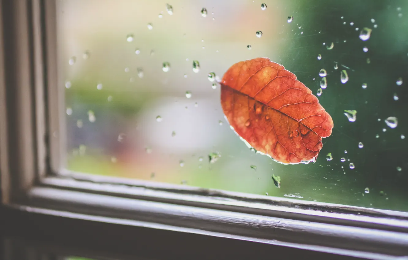Фото обои стекло, капли, оранжевый, лист, листок, окно