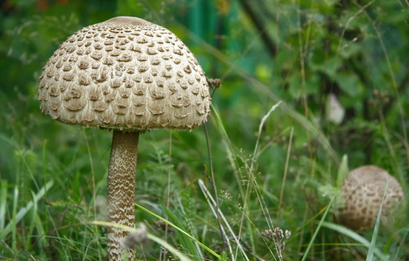 Фото обои трава, макро, природа, зонтик, грибы, гриб, растение