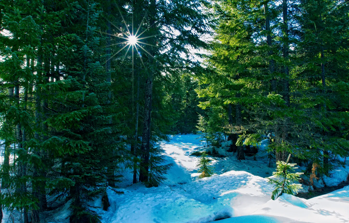 Фото обои зима, лес, лучи, природа