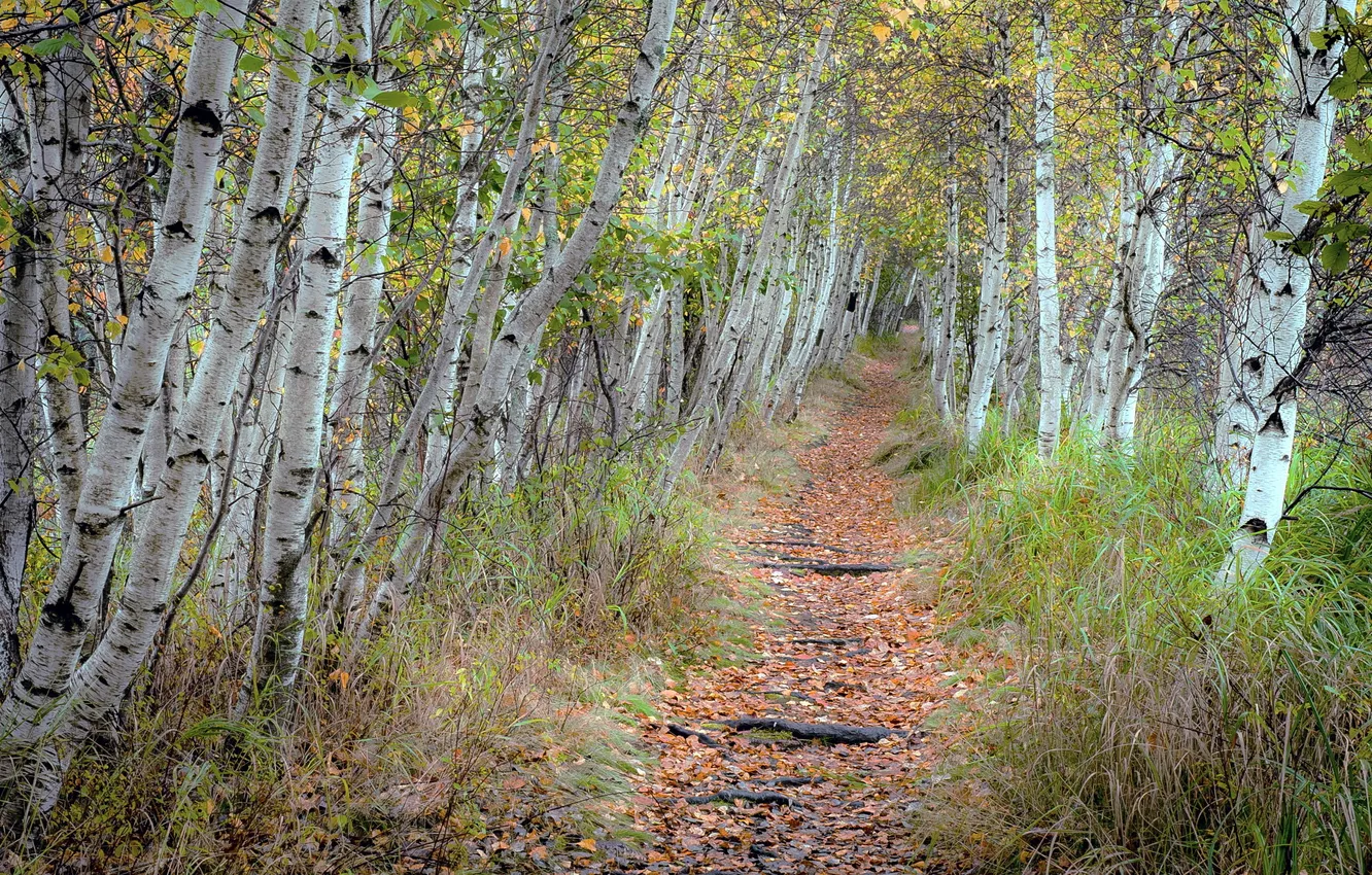 Фото обои дорога, осень, природа, берёзы