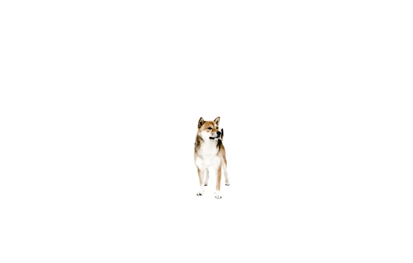 Фото обои друг, собака, минимализм, пёс