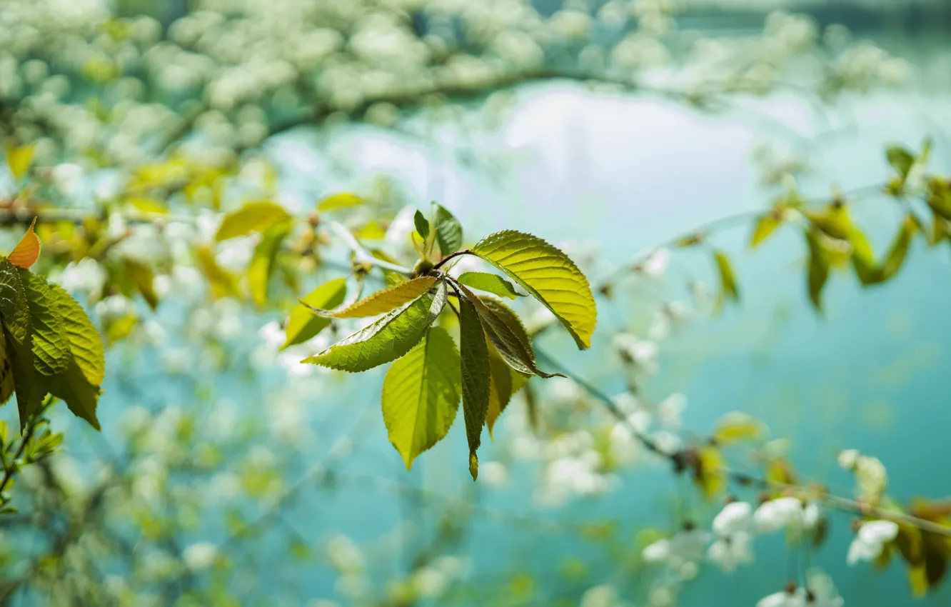 Фото обои Листок, Цвет, Листья, Растение, Ветка, Растения, Flora, Plants