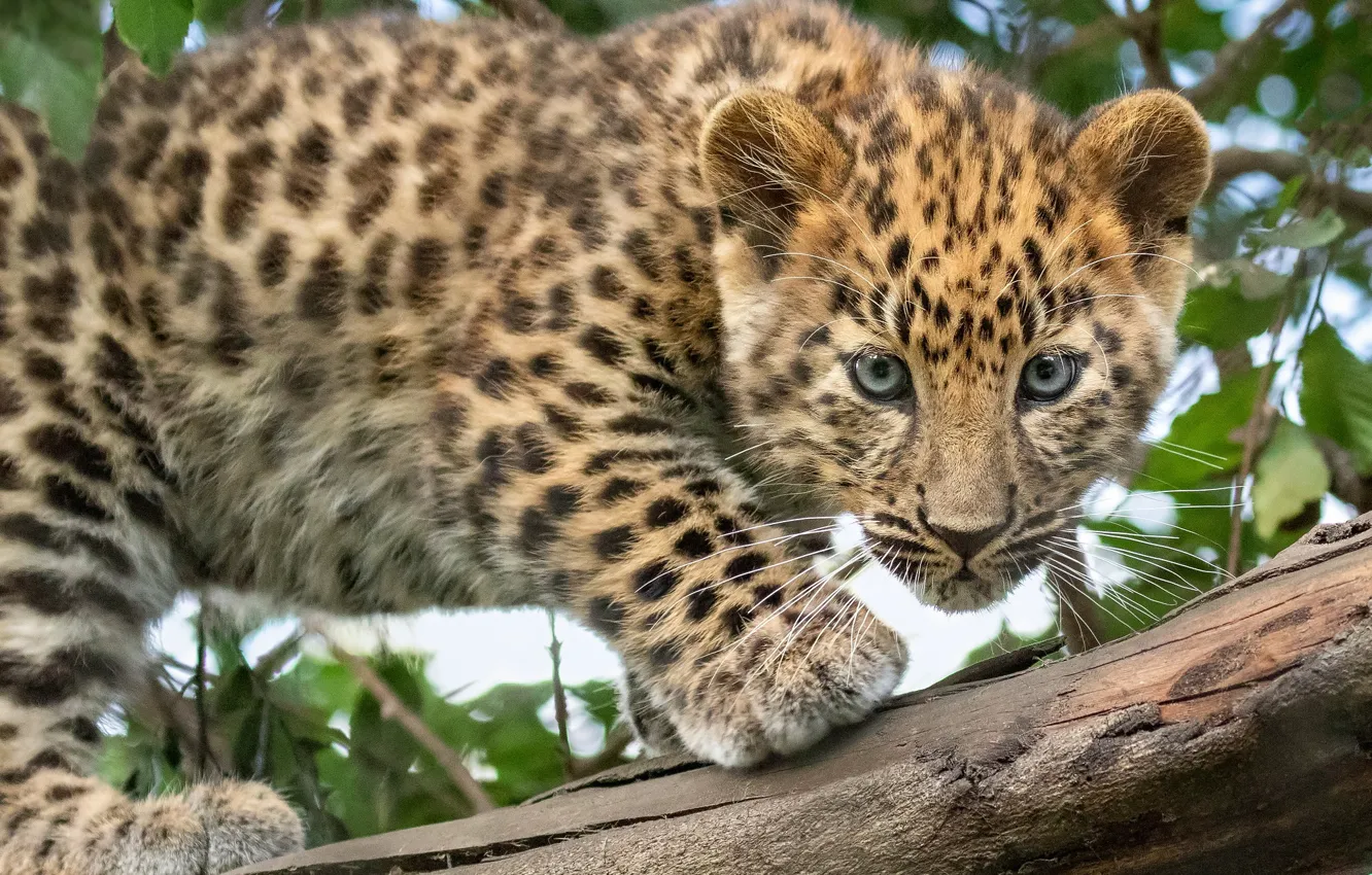 Фото обои взгляд, леопард, бревно, детёныш, котёнок, дикая кошка
