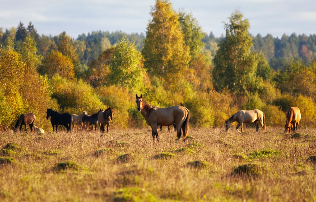 Фото обои поле, осень, лес, трава, свет, деревья, кони, лошади