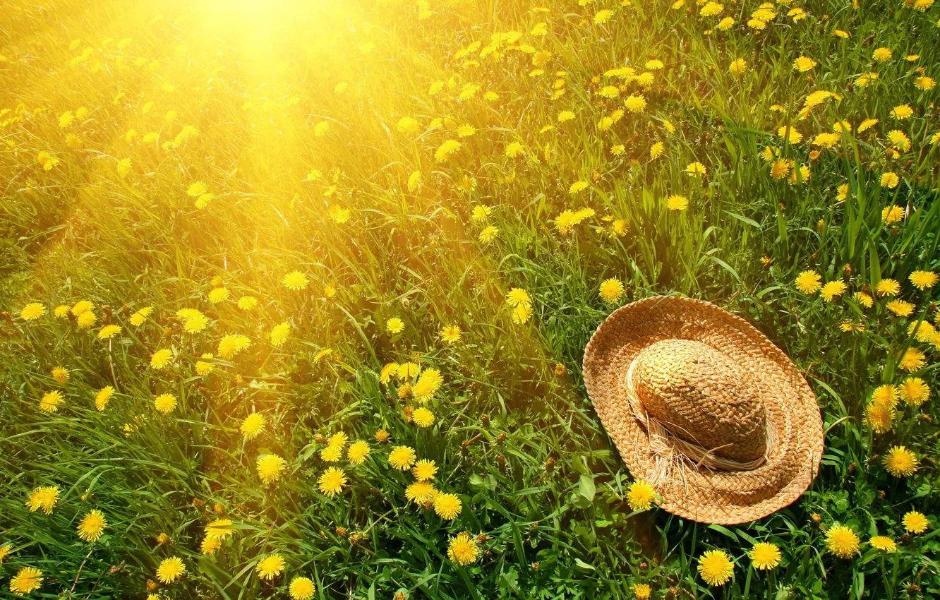 Фото обои зелень, трава, солнце, цветы, желтый, природа, зеленый, шляпа