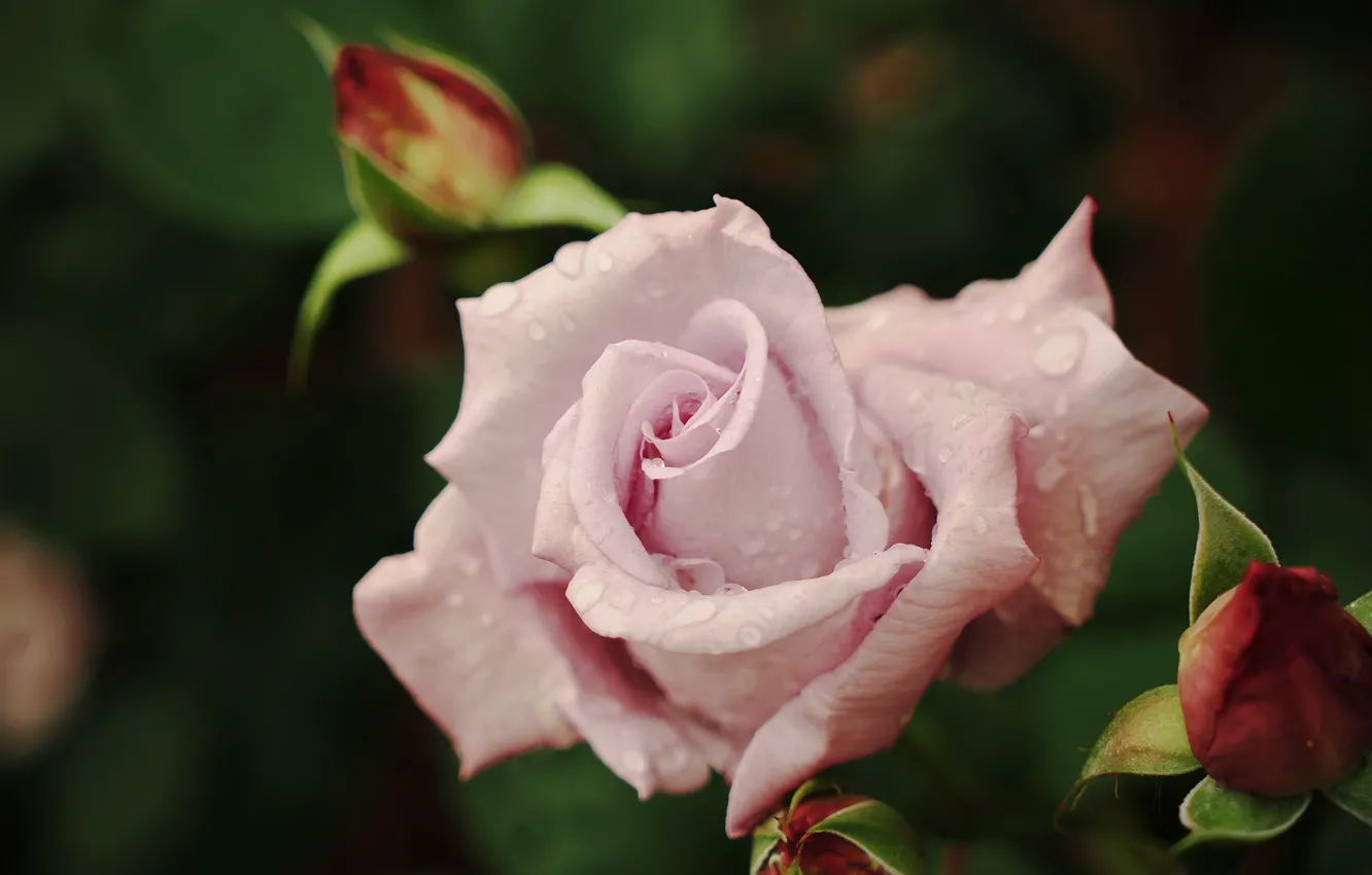 Фото обои цветок, листья, капли, роса, темный фон, розовая, роза, лепестки