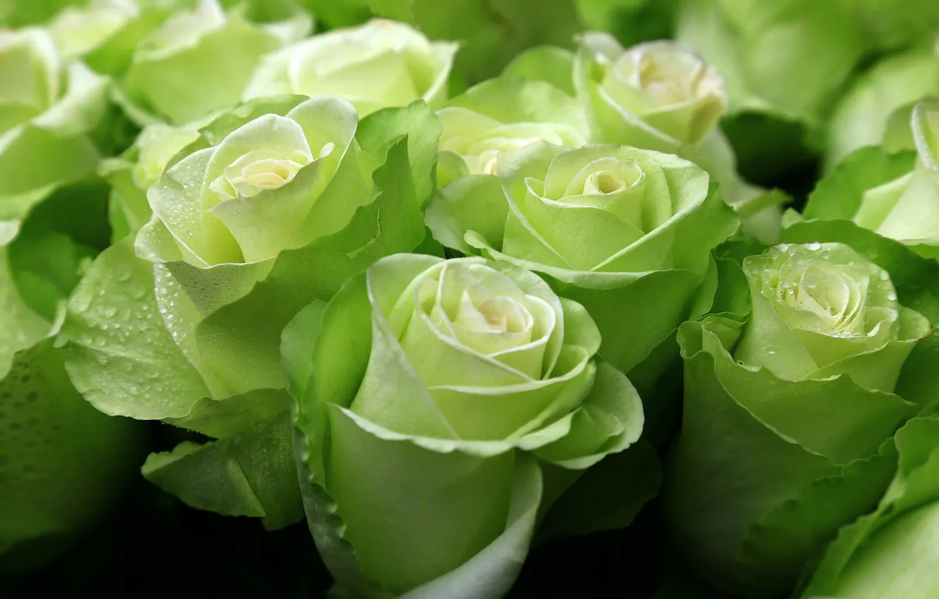 Фото обои зеленый, розы, экзотика, бутоны