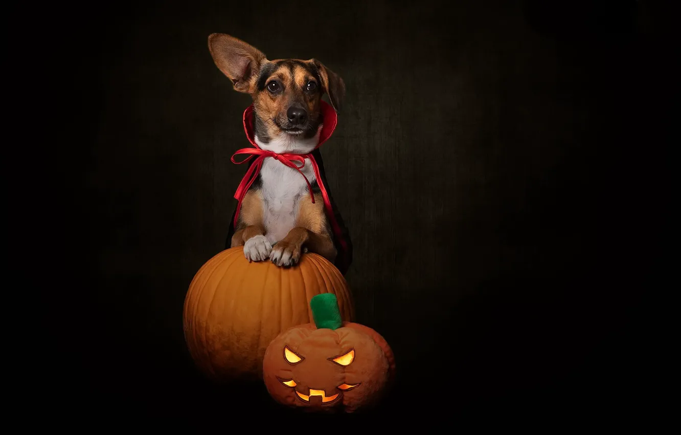 Фото обои друг, собака, halloween