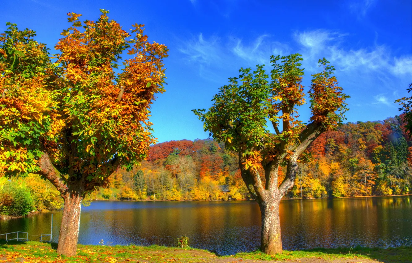 Фото обои осень, лес, деревья, река, берег, листва, Германия, Ульмен