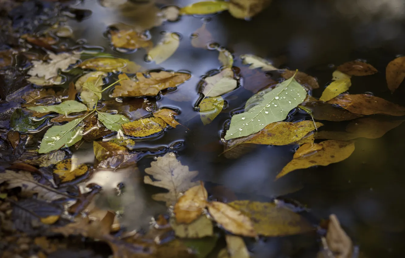Фото обои осень, листья, вода, калюжа