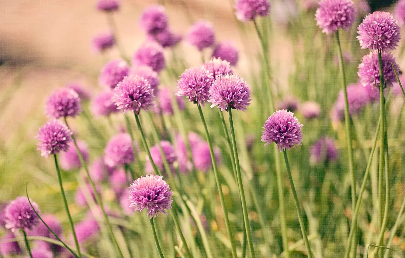 Фото обои цветы, природа, nature, flowers