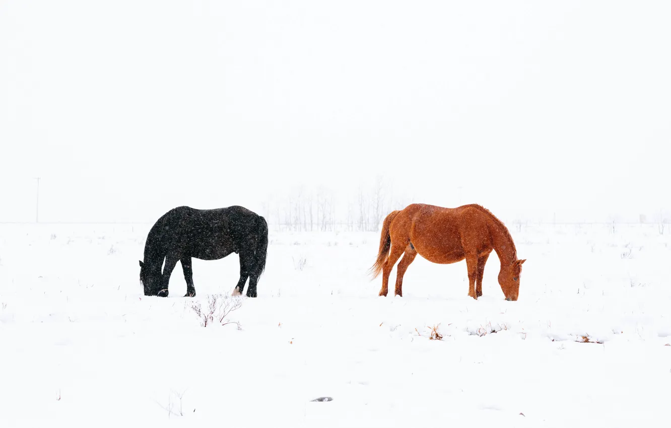 Фото обои снег, черный, лошади, black, коричневый, brown, snow, horses