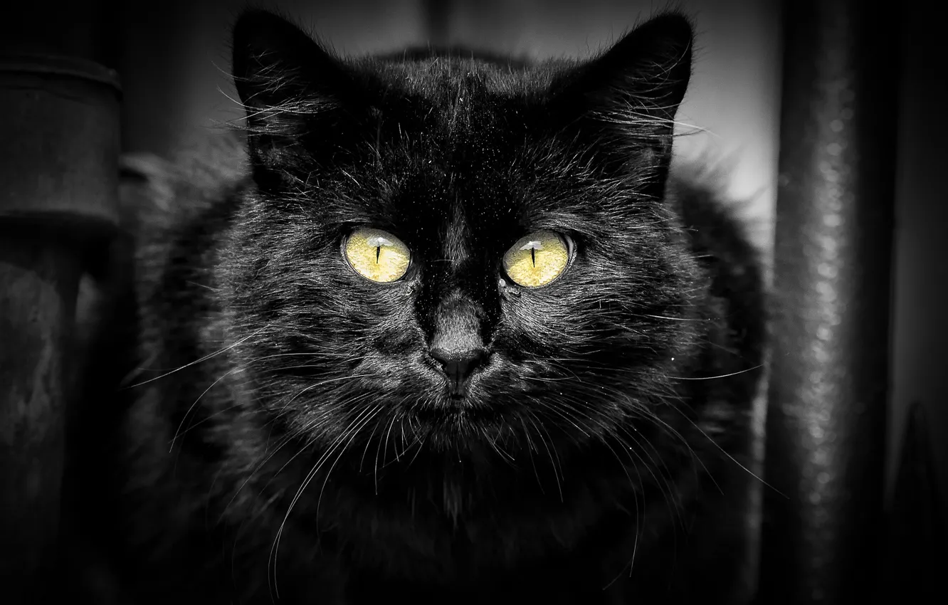 Фото обои кошка, кот, взгляд, черный, портрет