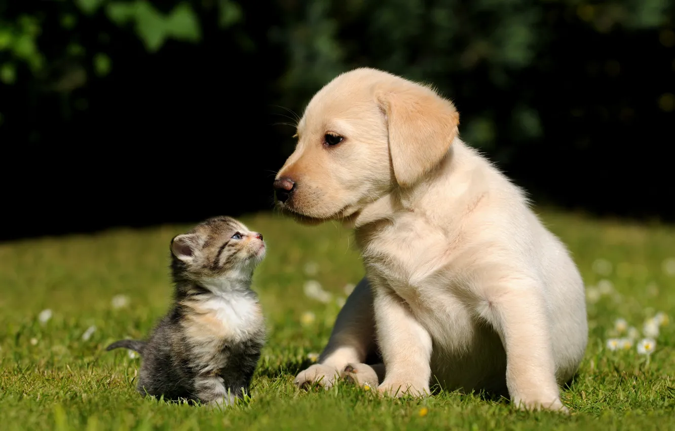 Фото обои трава, котенок, фон, собака, Кошка, щенок
