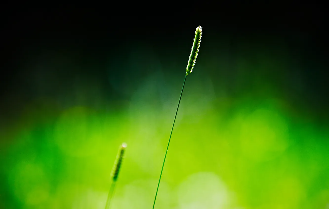 Фото обои трава, макро, зеленый, фон, колосок